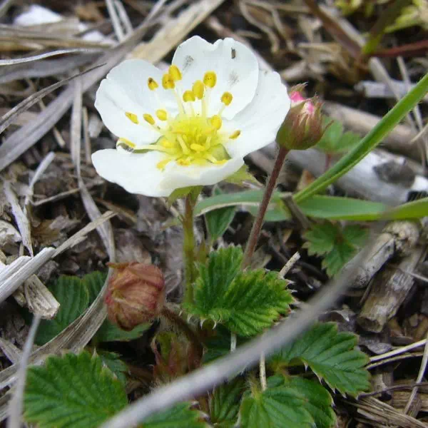 白花ヘビイチゴ