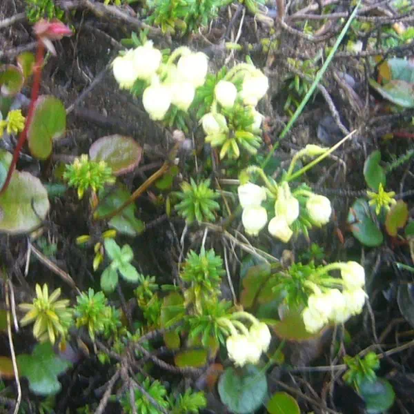 アオノツガザクラ