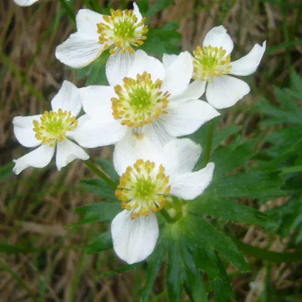 ハクサンイチゲ ハクサンイチゲ