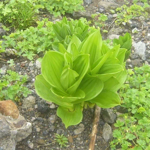 コバイケイソウ