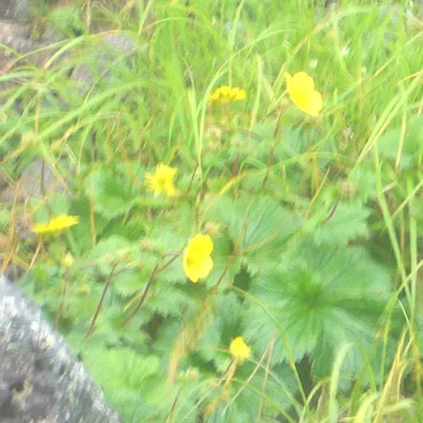 ミヤマダイコンソウ