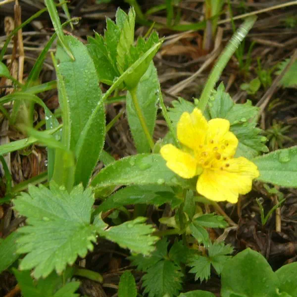 ミヤマキンバイ