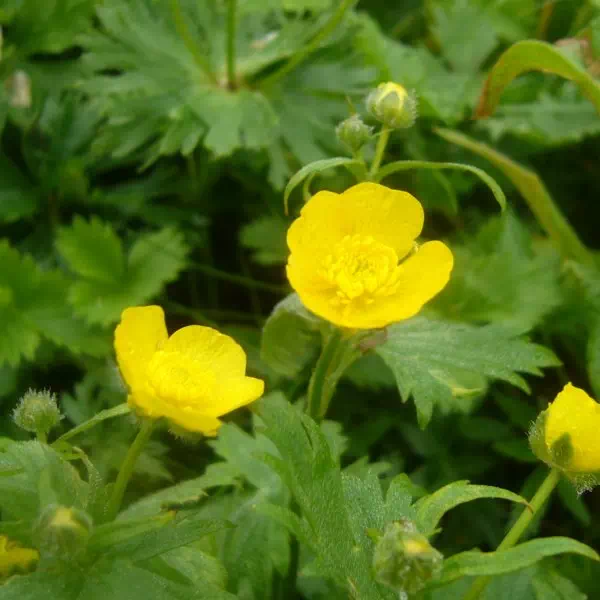 ミヤマキンポウゲ