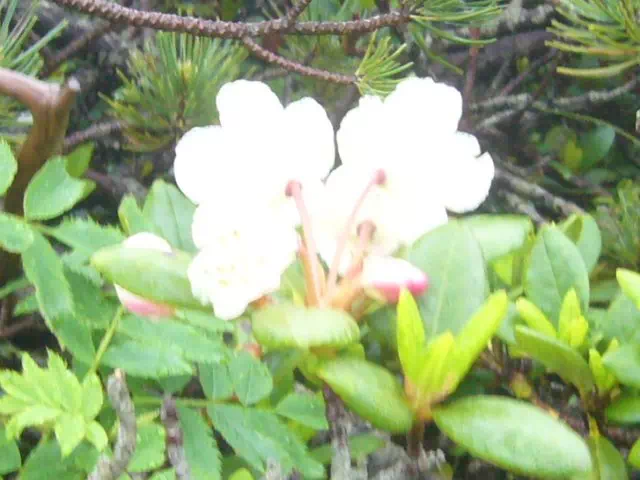 しゃくなげ しゃくなげ