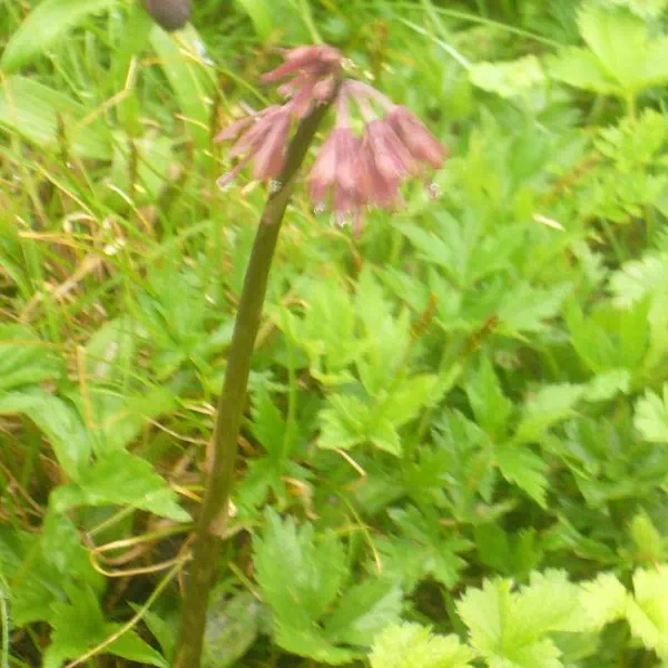 ショウジョウバカマ