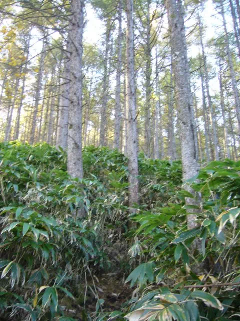 カラマツ林 カラマツ林