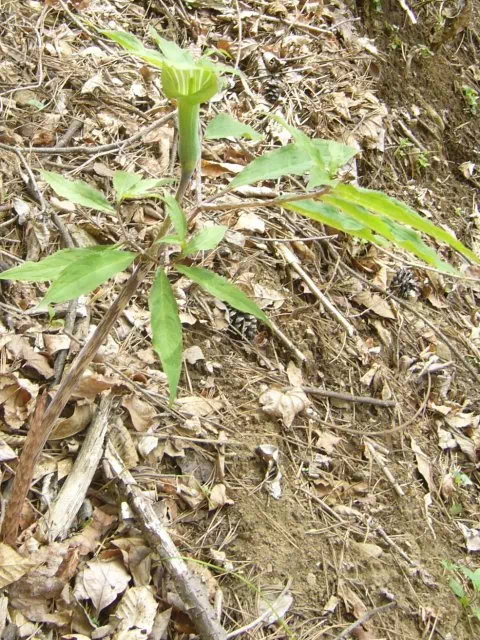 ホソバテンナンショウ