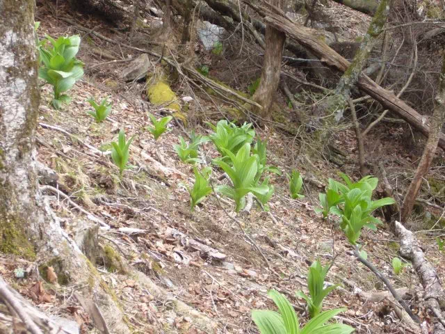 コバイケイソウ