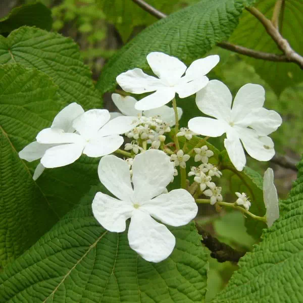 ムシカリ ムシカリ