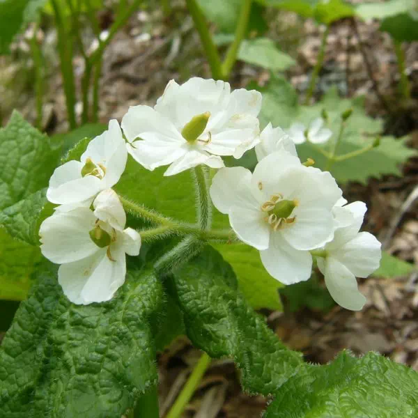 サンカヨウ サンカヨウ