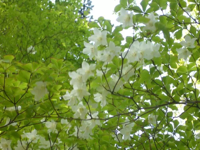 シロヤシオ シロヤシオ