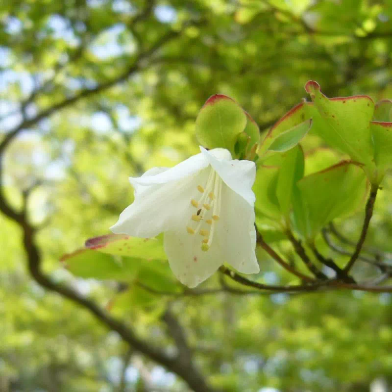 シロヤシオ シロヤシオ