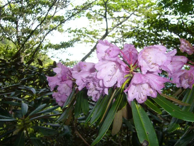 シャクナゲ シャクナゲ