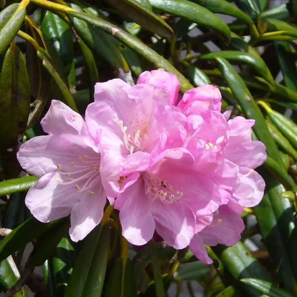 ツクシシャクナゲ ツクシシャクナゲ