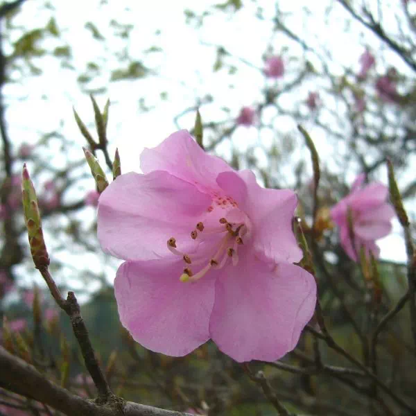 アケボノツツジ