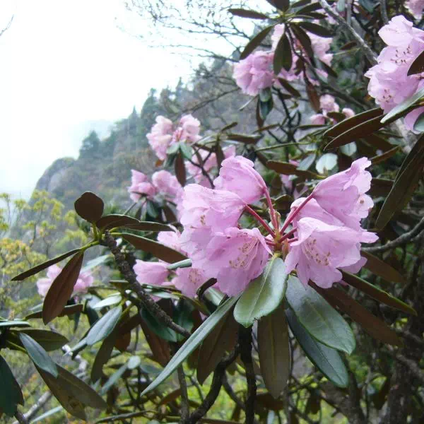 ツクシシャクナゲ