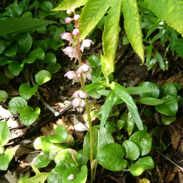 ベニバナイチヤクソウ