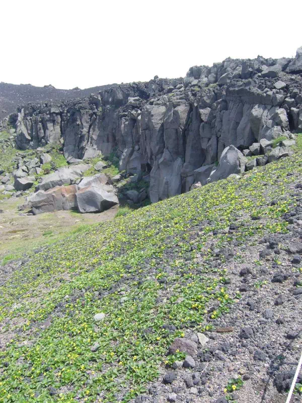 タカネスミレと岩壁 タカネスミレと岩壁