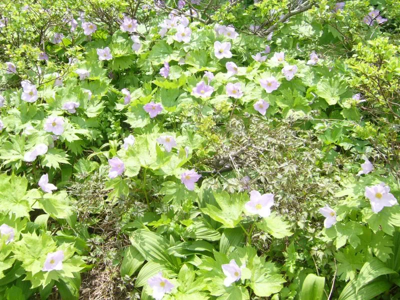 シラネアオイの群落