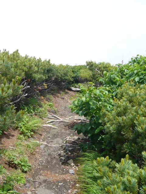 ハイマツ ハイマツ