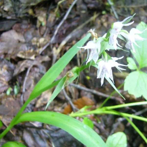 ハクサンチドリ ハクサンチドリ