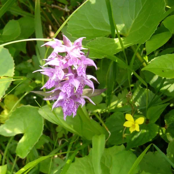 ハクサンチドリ