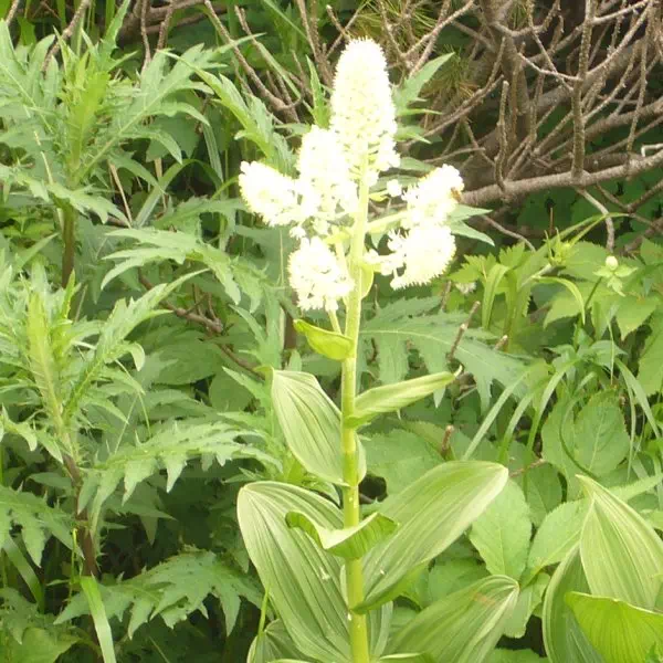 コバイケイソウ コバイケイソウ