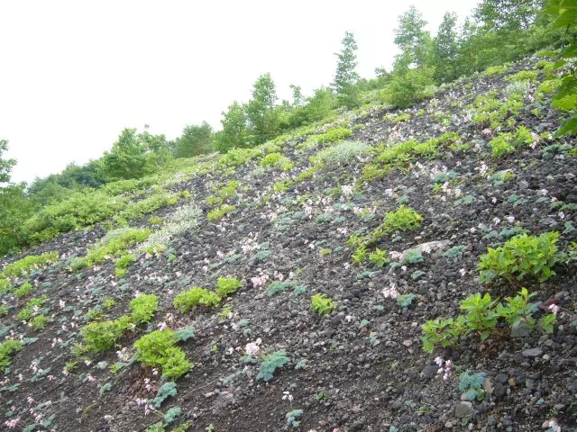 コマクサ群生 コマクサ群生