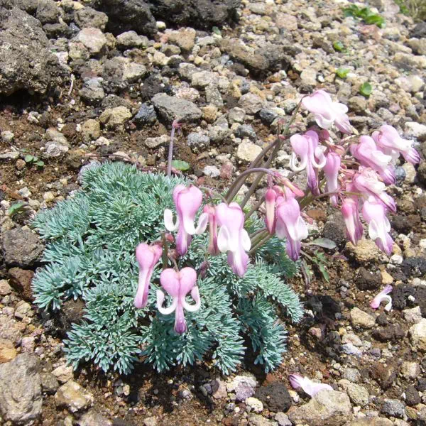 コマクサ コマクサ