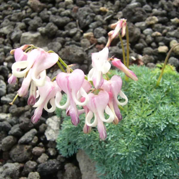 コマクサ コマクサ