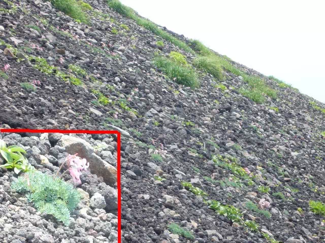 コマクサ コマクサ