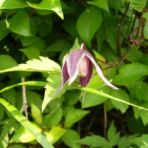 コミヤマハンショウツル