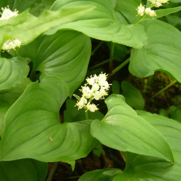 マイズルソウ マイズルソウ