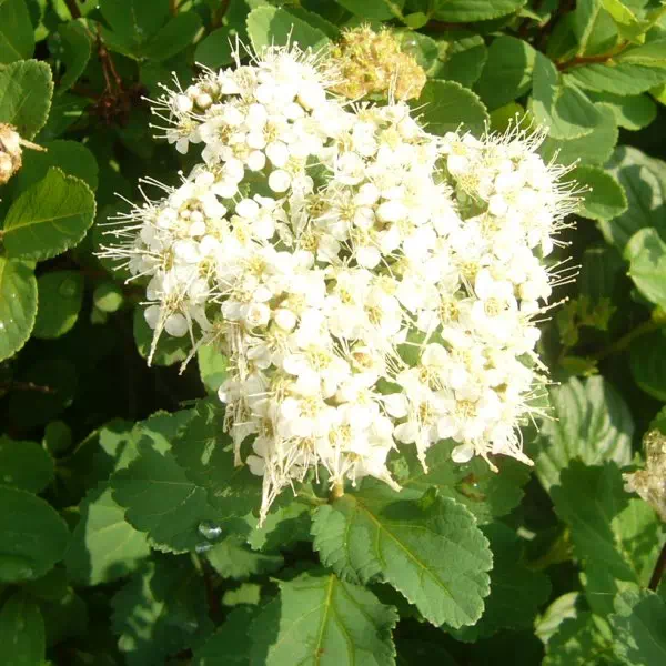 マルバシモツケ