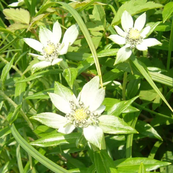 ミネウスユキソウ