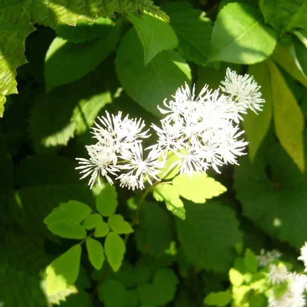 ミヤマカラマツ