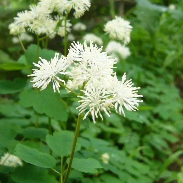 ミヤマカラマツ