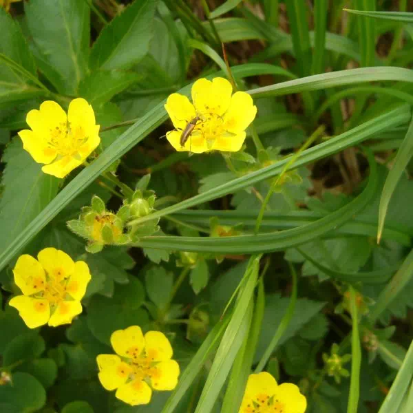 ミヤマキンバイ ミヤマキンバイ