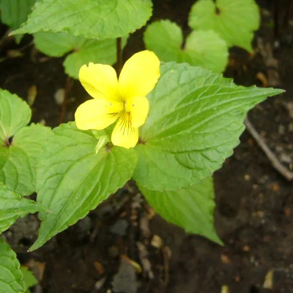 オオバキスミレ