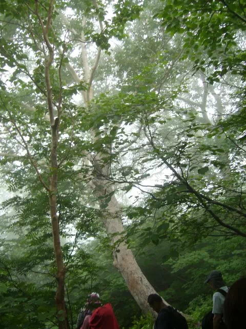 シラカバ シラカバ