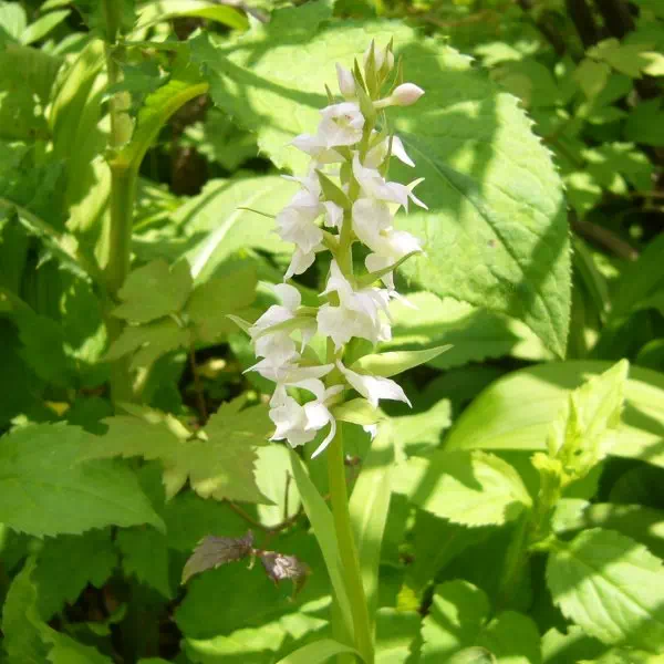 白花ハクサンチドリ 白花ハクサンチドリ