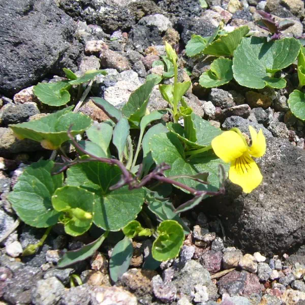 タカネスミレ タカネスミレ