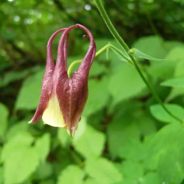 ヤマオダマキ ヤマオダマキ