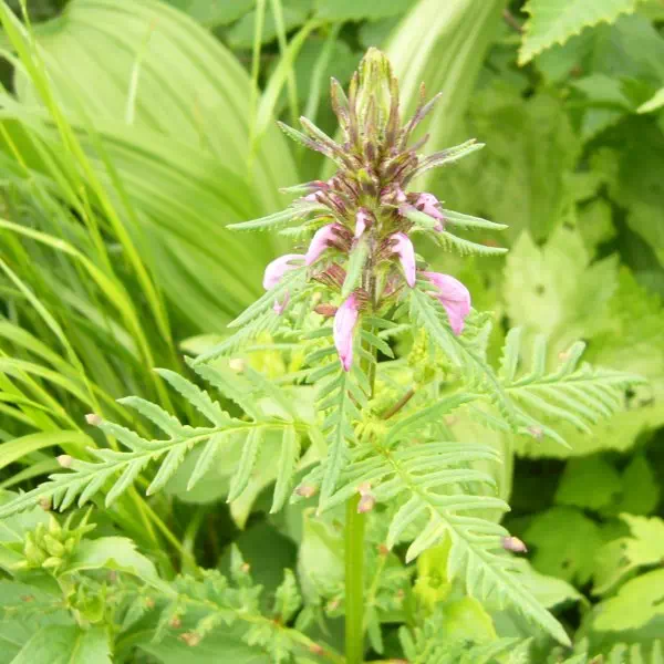 ヨツバシオガマ ヨツバシオガマ