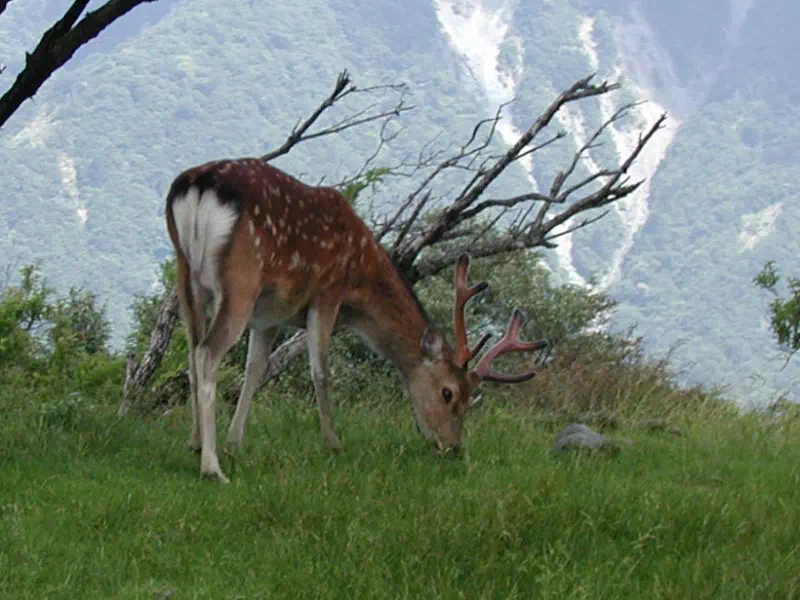 丹沢の鹿 丹沢の鹿
