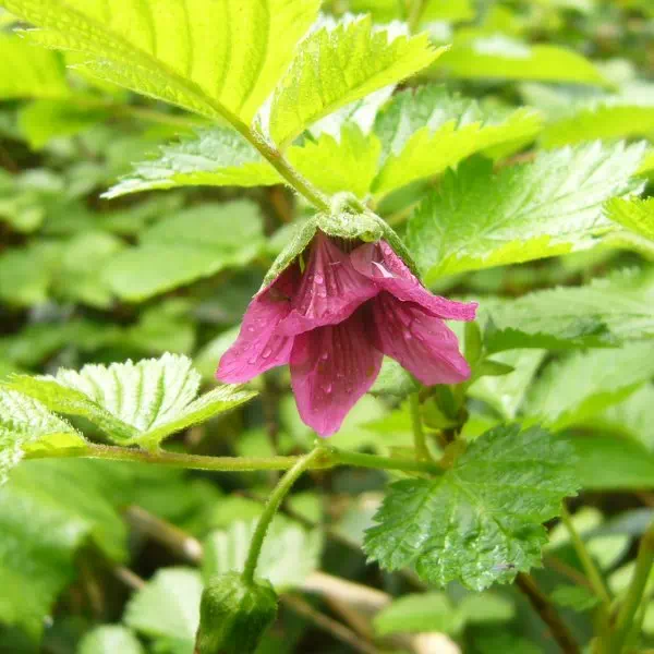 ベニバナイチゴ