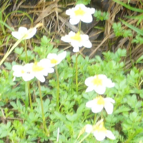 チングルマ チングルマ