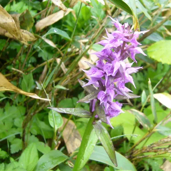 ハクサンチドリ