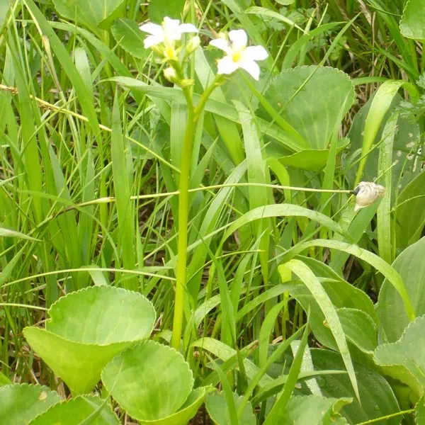 イワイチョウ イワイチョウ