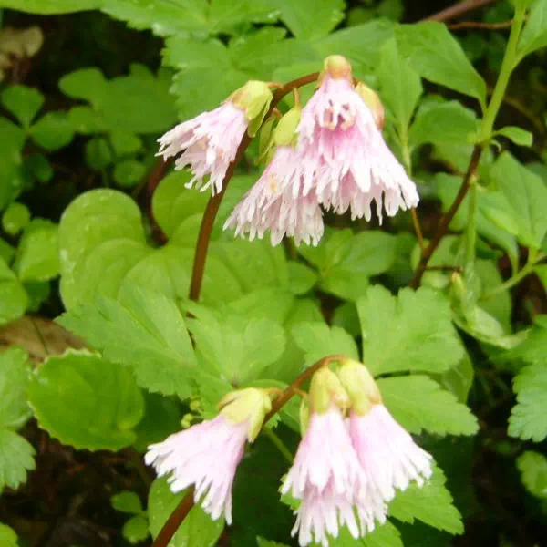 イワカガミ イワカガミ